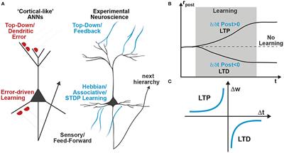 Learning cortical hierarchies with temporal Hebbian updates